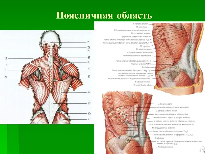 Поясничная область