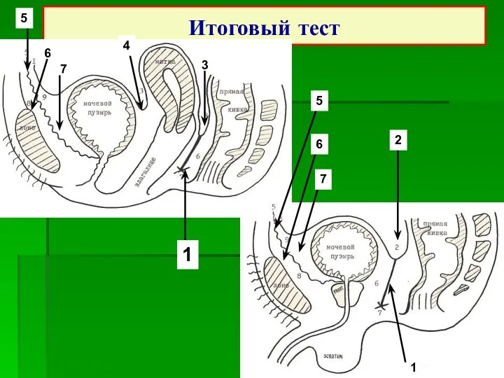 Итоговый тест 1 7 7 5 6 6 5 4 2 1 3