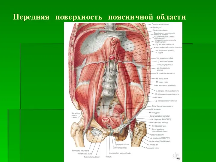 Передняя поверхность поясничной области