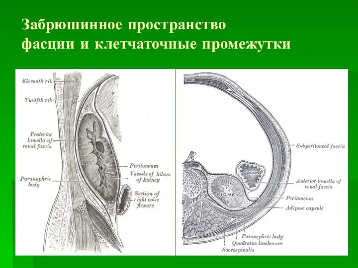 Забрюшинное пространство фасции и клетчаточные промежутки