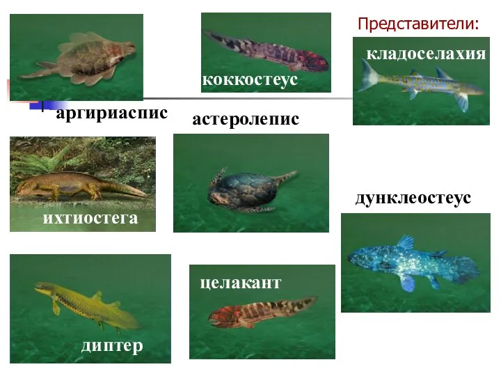 Представители: аргириаспис астеролепис диптер дунклеостеус ихтиостега кладоселахия коккостеус целакант