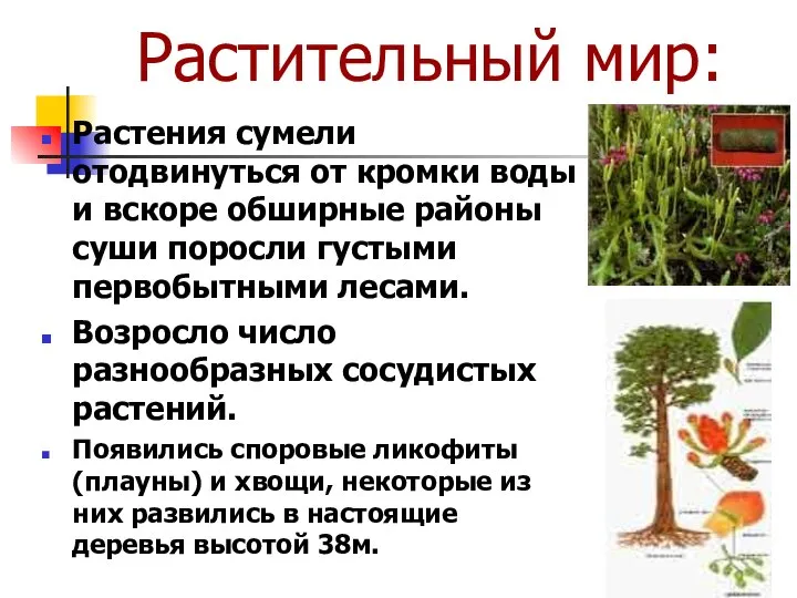 Растительный мир: Растения сумели отодвинуться от кромки воды и вскоре обширные