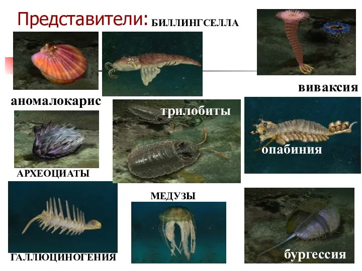 Представители: БИЛЛИНГСЕЛЛА АРХЕОЦИАТЫ ГАЛЛЮЦИНОГЕНИЯ МЕДУЗЫ аномалокарис виваксия опабиния бургессия трилобиты