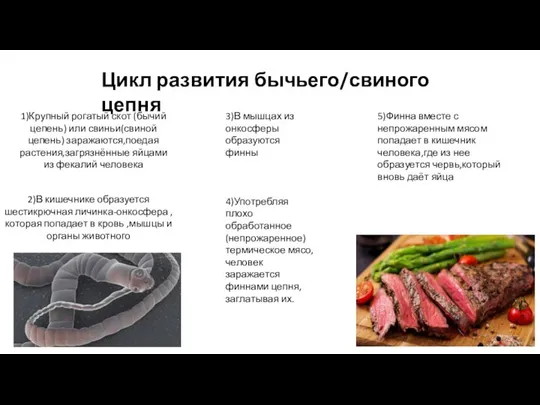 Цикл развития бычьего/свиного цепня 1)Крупный рогатый скот (бычий цепень) или свиньи(свиной