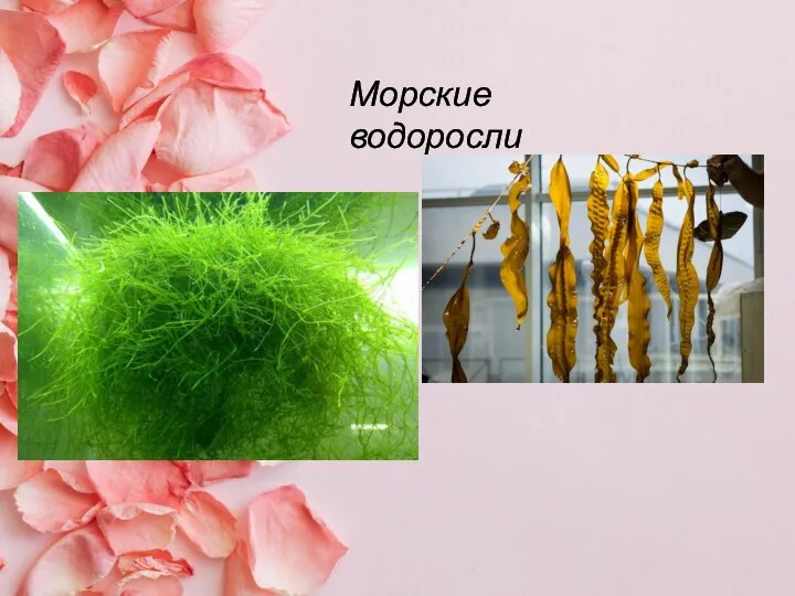 Морские водоросли