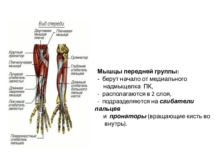 Мышцы передней группы: - берут начало от медиального надмыщелка ПК, -