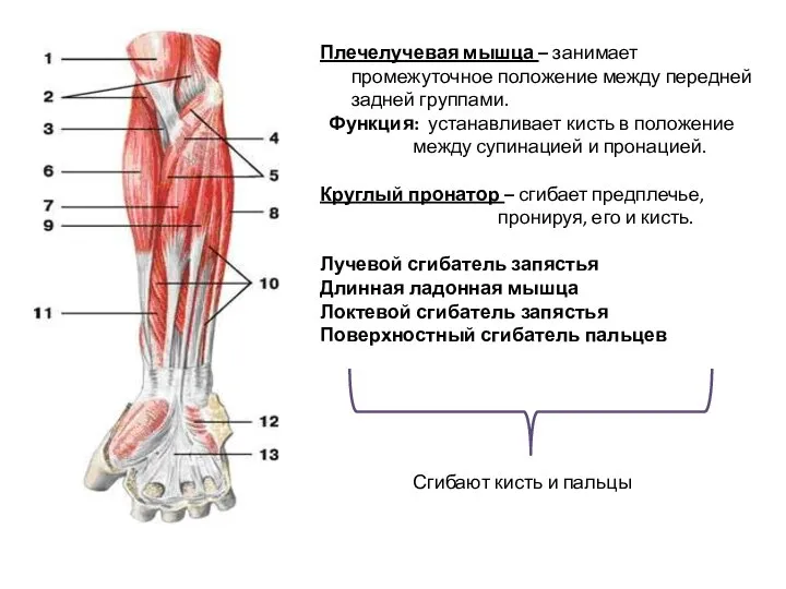 Плечелучевая мышца – занимает промежуточное положение между передней задней группами. Функция: