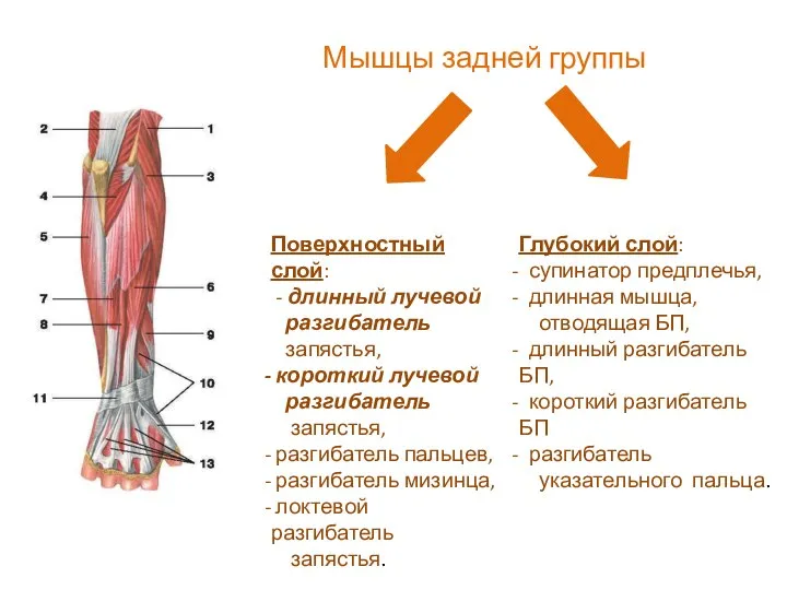 Поверхностный слой: - длинный лучевой разгибатель запястья, короткий лучевой разгибатель запястья,