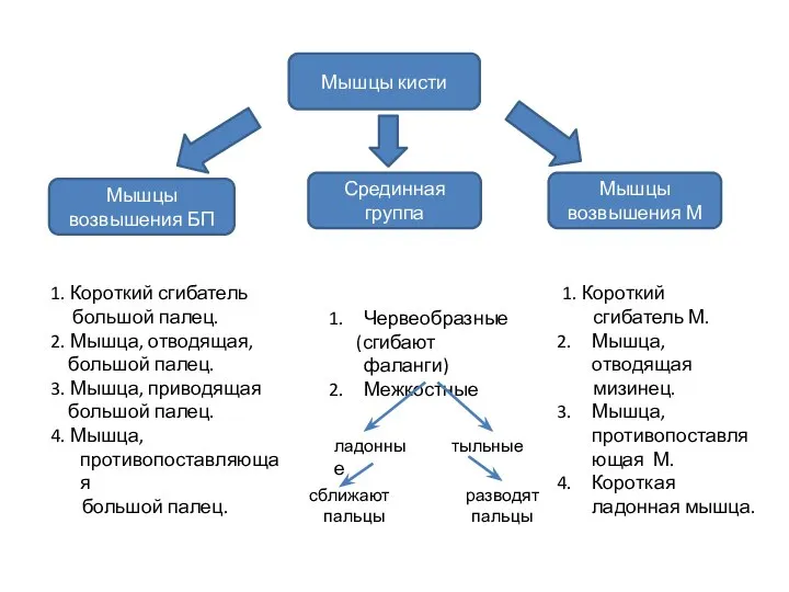 Мышцы кисти Мышцы возвышения БП Срединная группа Мышцы возвышения М 1.