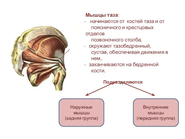 Мышцы таза: начинаются от костей таза и от поясничного и крестцовых