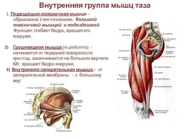 Внутренняя группа мышц таза 1. Подвздошно-поясничная мышца – образована 2-мя головками: