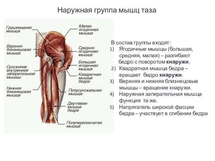 Наружная группа мышц таза В состав группы входят: Ягодичные мышцы (большая,