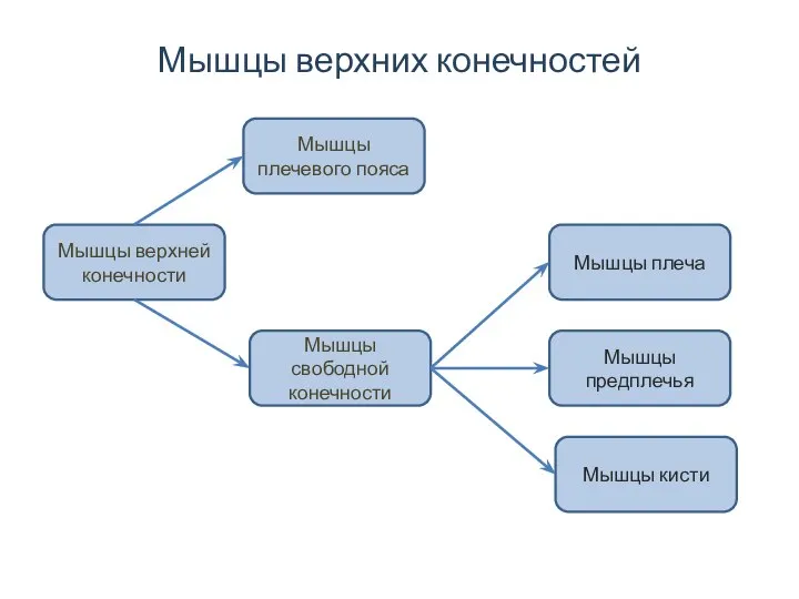 Мышцы верхних конечностей Мышцы верхней конечности Мышцы плечевого пояса Мышцы свободной