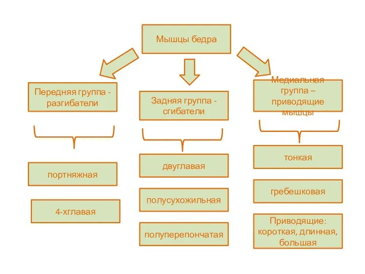 Мышцы бедра Передняя группа - разгибатели Задняя группа - сгибатели Медиальная