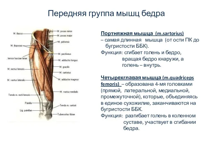 Передняя группа мышц бедра Портняжная мышца (m.sartorius) – самая длинная мышца