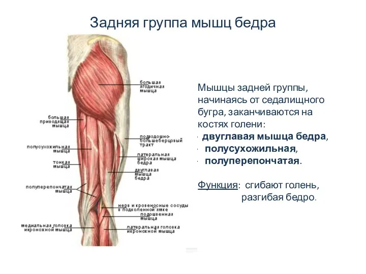 Задняя группа мышц бедра Мышцы задней группы, начинаясь от седалищного бугра,