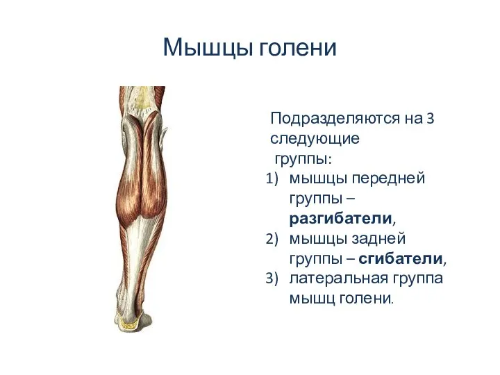 Мышцы голени Подразделяются на 3 следующие группы: мышцы передней группы –