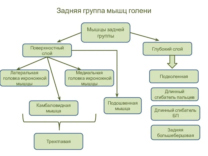 Задняя группа мышц голени Мышцы задней группы Поверхностный слой Глубокий слой