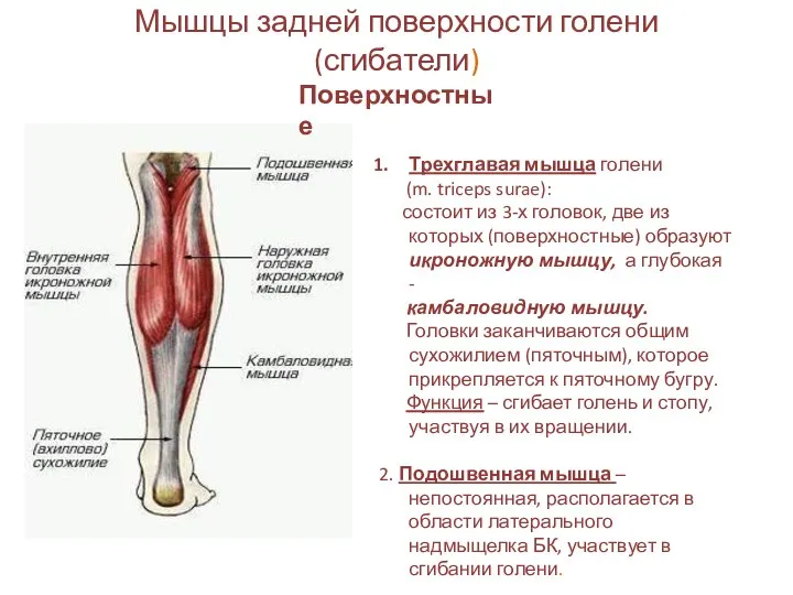 Мышцы задней поверхности голени (сгибатели) Поверхностные Трехглавая мышца голени (m. triceps