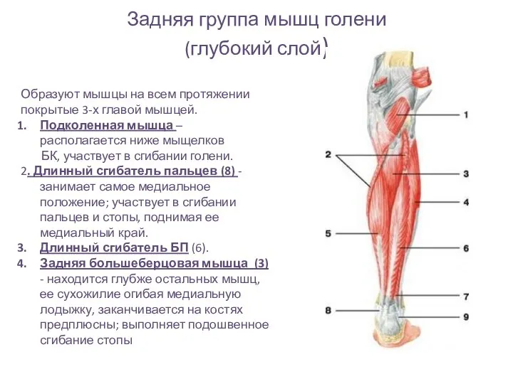 Задняя группа мышц голени (глубокий слой) Образуют мышцы на всем протяжении