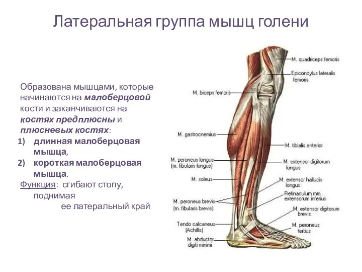 Латеральная группа мышц голени Образована мышцами, которые начинаются на малоберцовой кости