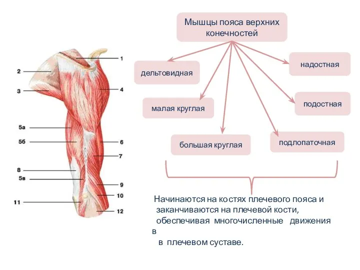 Начинаются на костях плечевого пояса и заканчиваются на плечевой кости, обеспечивая