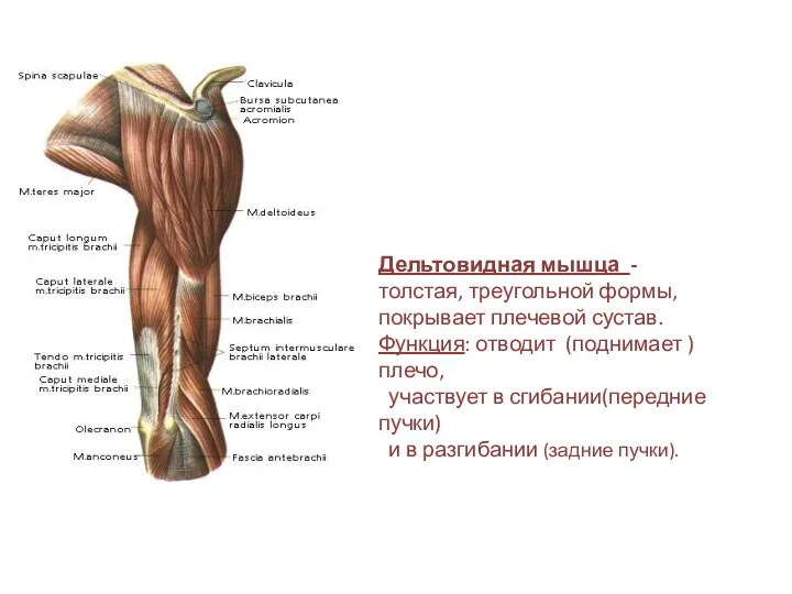 Дельтовидная мышца - толстая, треугольной формы, покрывает плечевой сустав. Функция: отводит