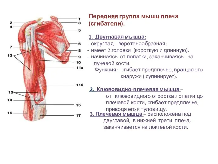 Передняя группа мышц плеча (сгибатели). 1. Двуглавая мышца: округлая, веретенообразная; имеет