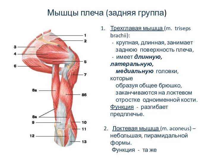 Мышцы плеча (задняя группа) Трехглавая мышца (m. triseps brachii): - крупная,