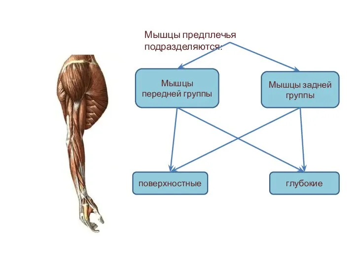Мышцы предплечья подразделяются: Мышцы передней группы Мышцы задней группы глубокие поверхностные