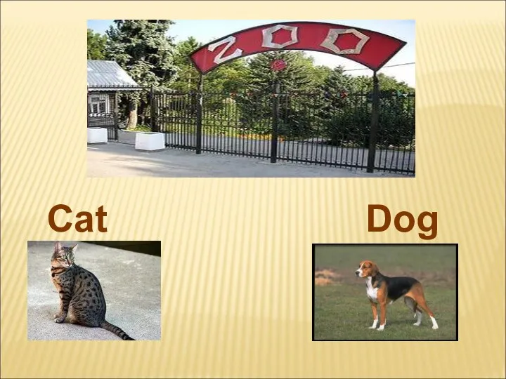 Cat Dog