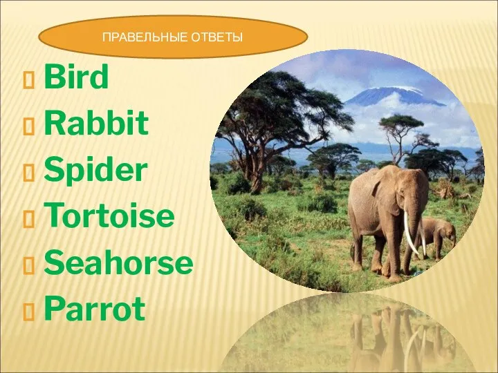 Bird Rabbit Spider Tortoise Seahorse Parrot ПРАВЕЛЬНЫЕ ОТВЕТЫ