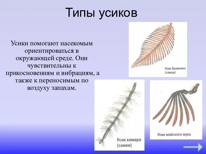 Типы усиков Усики помогают насекомым ориентироваться в окружающей среде. Они чувствительны