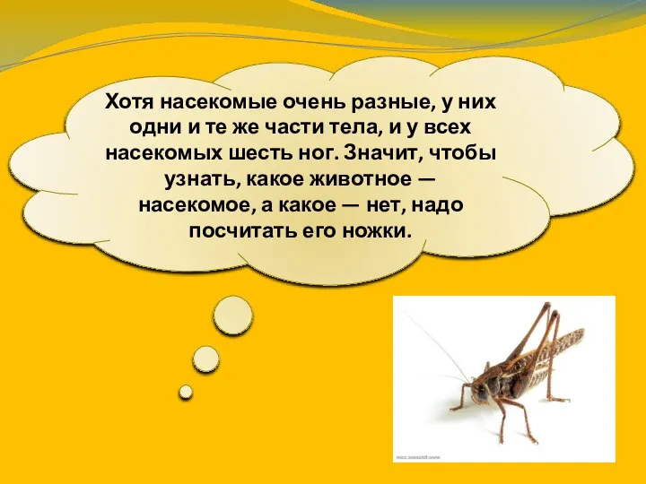 Хотя насекомые очень разные, у них одни и те же части