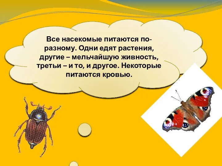 Все насекомые питаются по-разному. Одни едят растения, другие – мельчайшую живность,