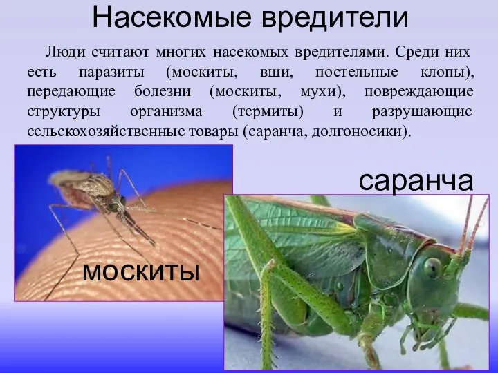 Люди считают многих насекомых вредителями. Среди них есть паразиты (москиты, вши,
