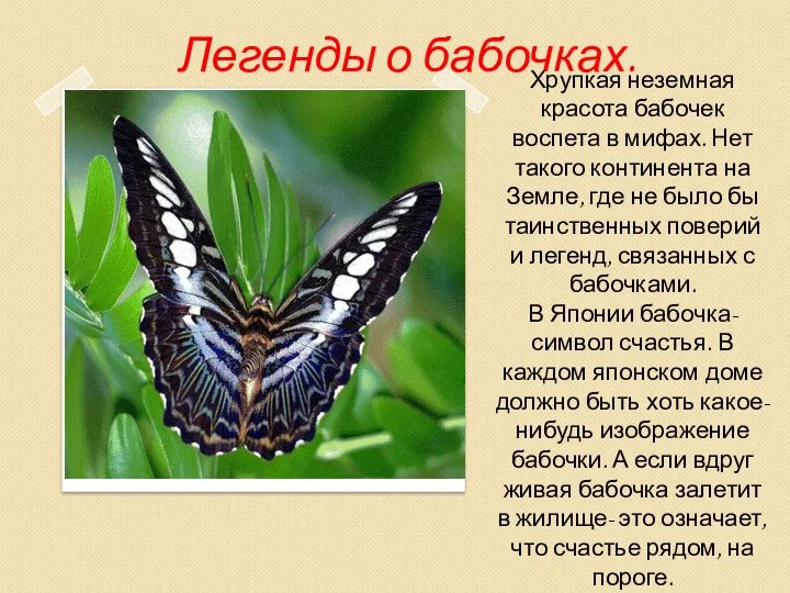 Легенды о бабочках. Хрупкая неземная красота бабочек воспета в мифах. Нет