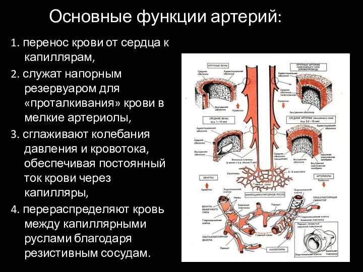 Основные функции артерий: 1. перенос крови от сердца к капиллярам, 2.