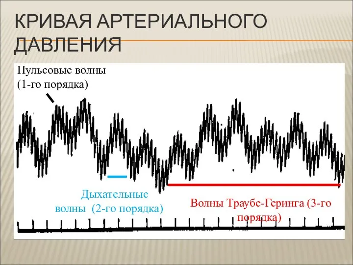 КРИВАЯ АРТЕРИАЛЬНОГО ДАВЛЕНИЯ Пульсовые волны (1-го порядка) Дыхательные волны (2-го порядка) Волны Траубе-Геринга (3-го порядка)