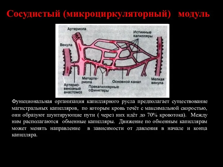 Функциональная организация капиллярного русла предполагает существование магистральных капилляров, по которым кровь