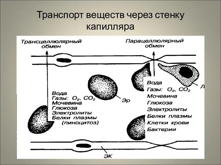 Транспорт веществ через стенку капилляра