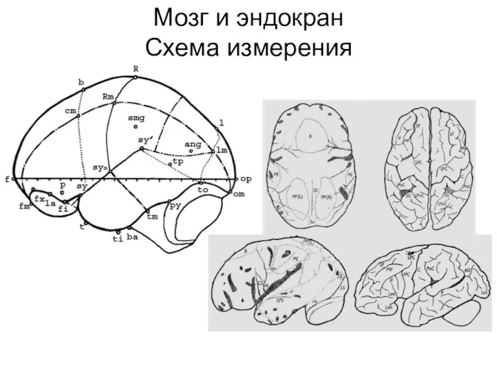 Мозг и эндокран Схема измерения