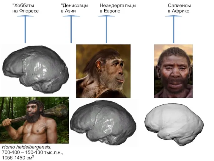 Homo heidelbergensis, 700-400 – 150-130 тыс.л.н., 1056-1450 см3 "Хоббиты "Денисовцы Неандертальцы