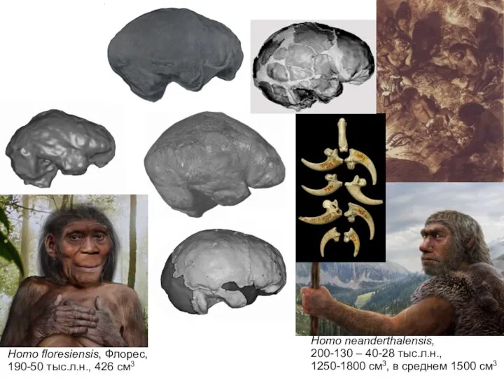 Homo neanderthalensis, 200-130 – 40-28 тыс.л.н., 1250-1800 см3, в среднем 1500