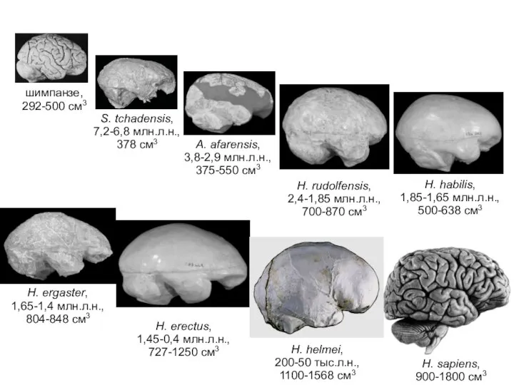 шимпанзе, 292-500 см3 H. sapiens, 900-1800 см3 A. afarensis, 3,8-2,9 млн.л.н.,