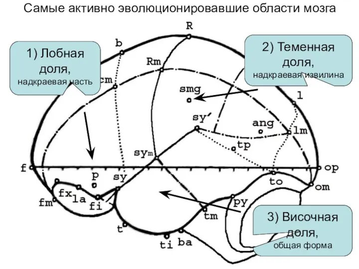 Самые активно эволюционировавшие области мозга 1) Лобная доля, надкраевая часть 2)