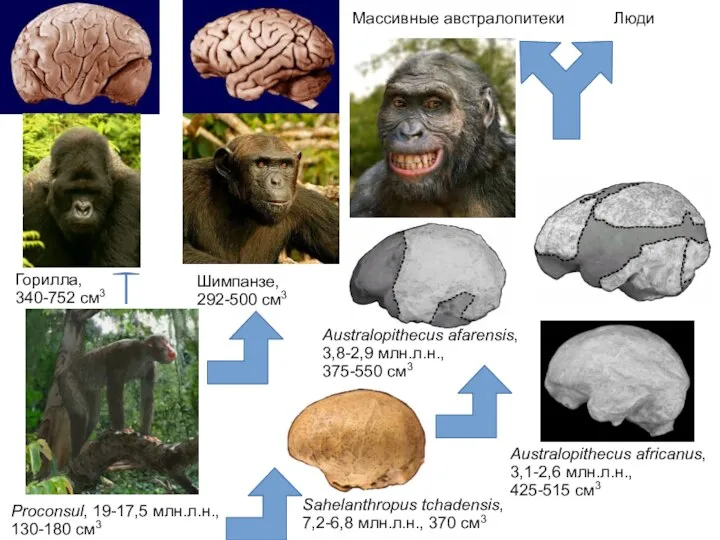 Proconsul, 19-17,5 млн.л.н., 130-180 см3 Горилла, 340-752 см3 Шимпанзе, 292-500 см3