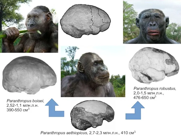 Paranthropus aethiopicus, 2,7-2,3 млн.л.н., 410 см3 Paranthropus robustus, 2,0-1,5 млн.л.н., 476-650