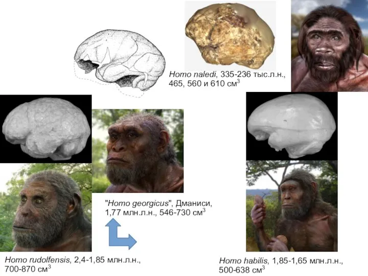 Homo rudolfensis, 2,4-1,85 млн.л.н., 700-870 см3 "Homo georgicus", Дманиси, 1,77 млн.л.н.,