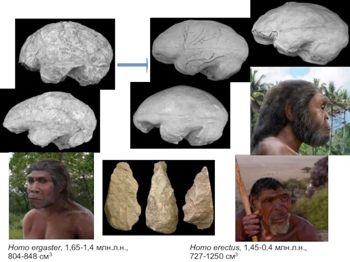 Homo ergaster, 1,65-1,4 млн.л.н., 804-848 см3 Homo erectus, 1,45-0,4 млн.л.н., 727-1250 см3